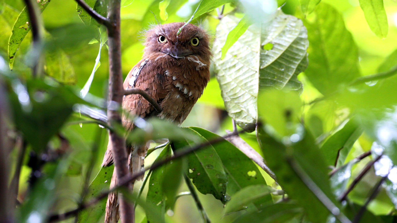 Blyth’s Frogmouth