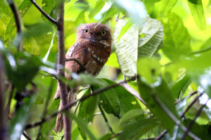 Blyth’s Frogmouth
