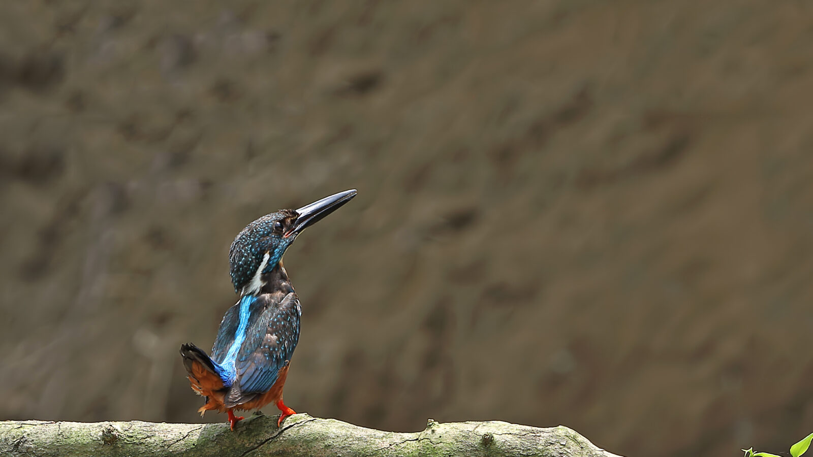 Blyth’s Kingfisher
