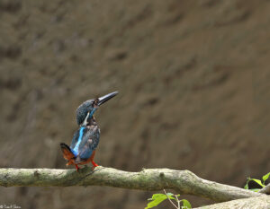 Blyth’s Kingfisher