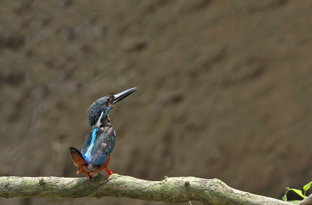 Blyth’s Kingfisher