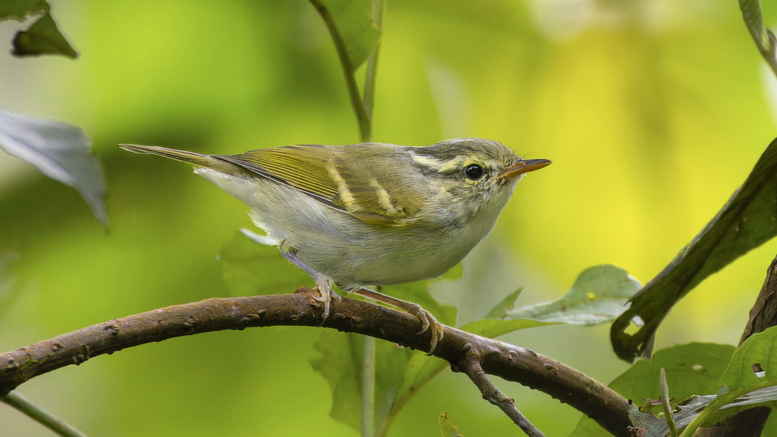 Blyth’s Leaf Warbler