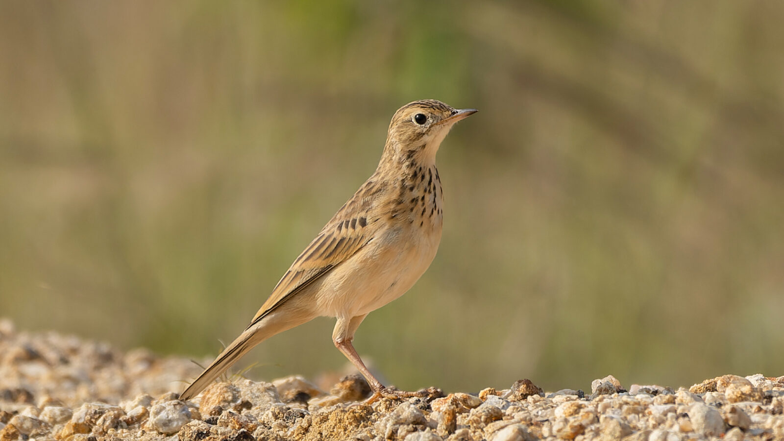 Blyth’s Pipit