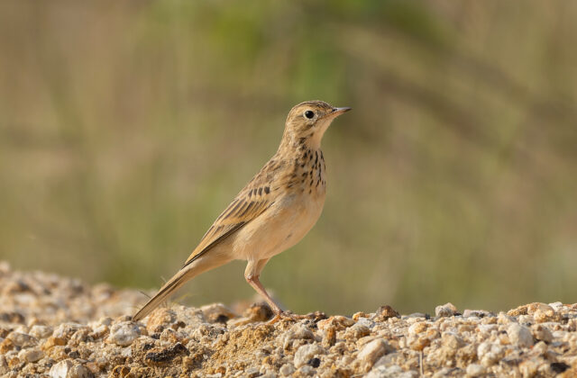 Blyth’s Pipit