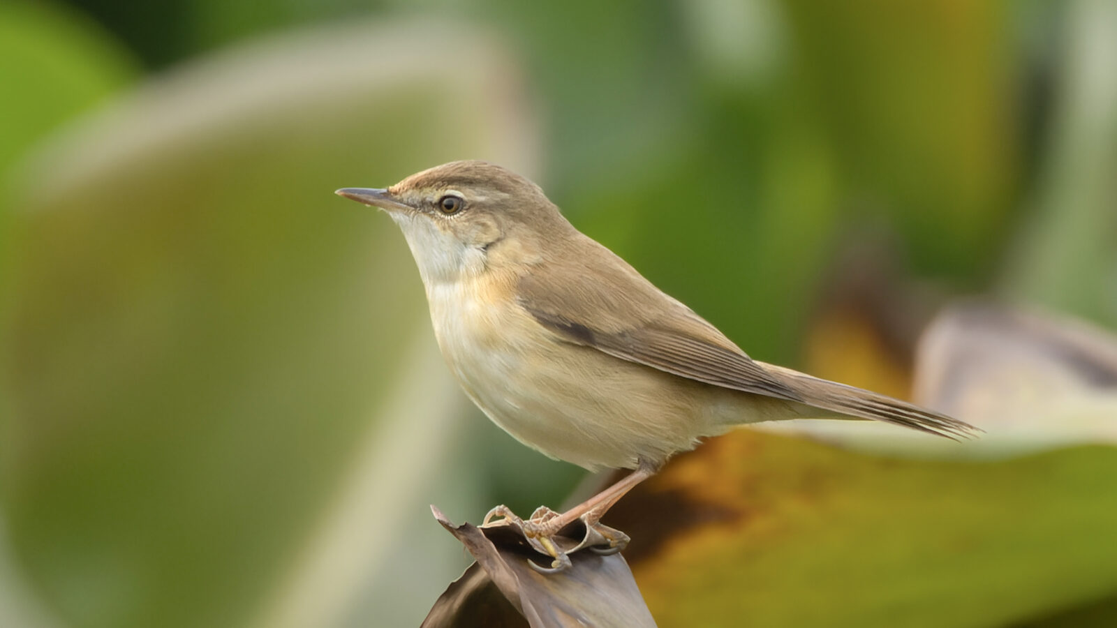 Blyth’s Reed Warbler