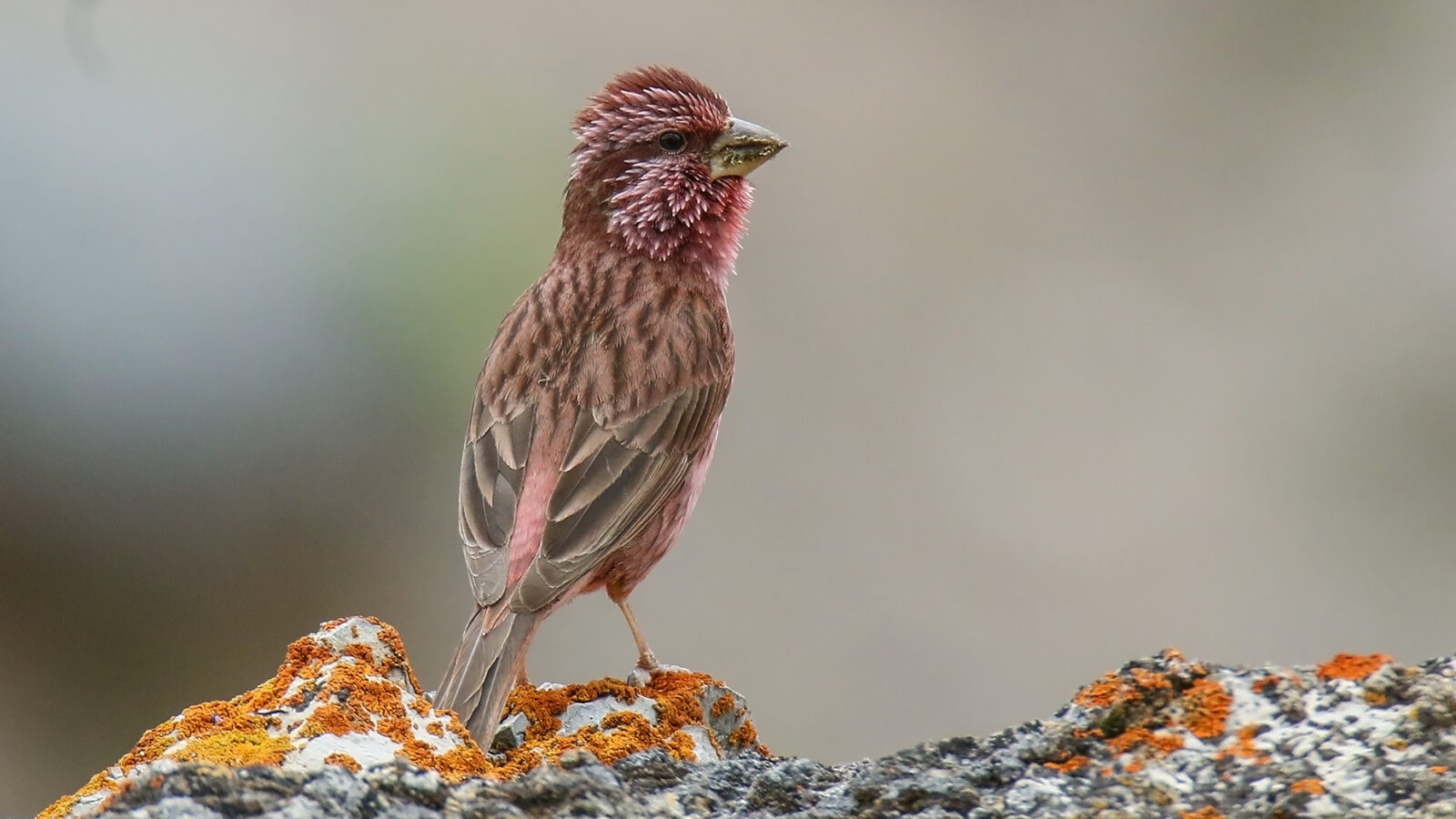 Blyth’s Rosefinch