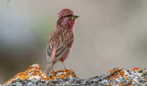 Blyth’s Rosefinch
