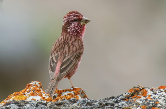 Blyth’s Rosefinch