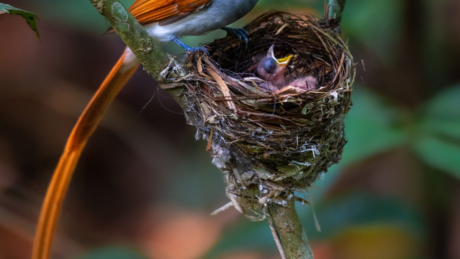 Blyth’s Paradise Flycatcher