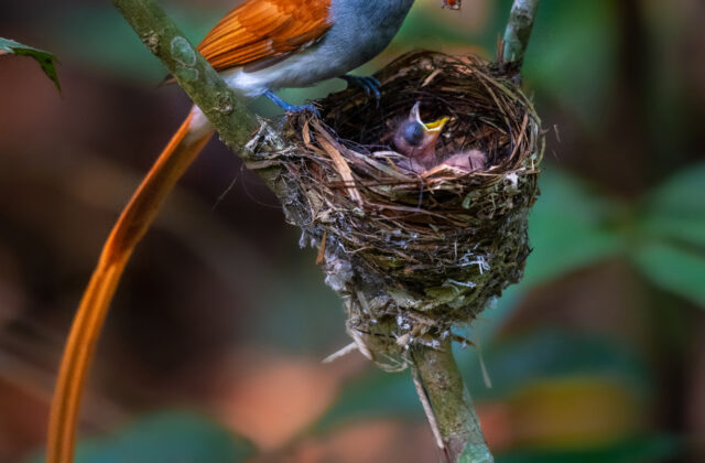 Blyth’s Paradise Flycatcher