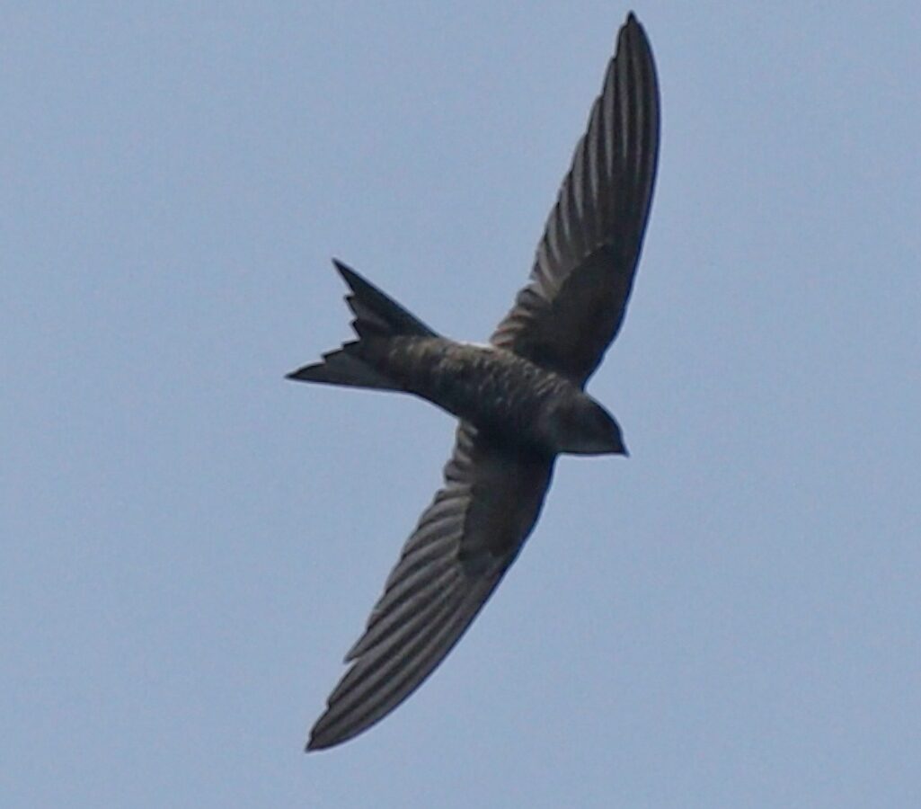 Blyth’s Swift
