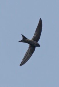 Blyth’s Swift