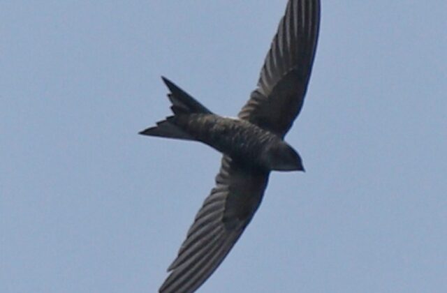 Blyth’s Swift