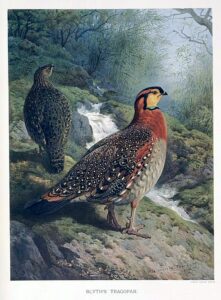 Blyth’s Tragopan