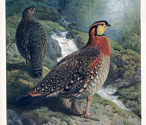 Blyth’s Tragopan