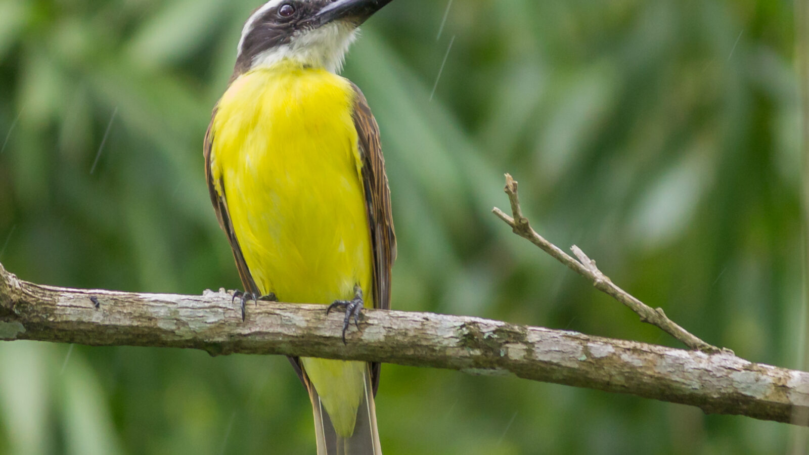 Boat-billed Flycatcher