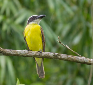 Boat-billed Flycatcher