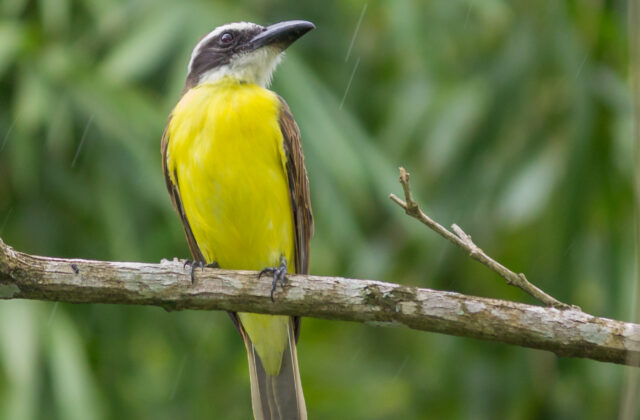Boat-billed Flycatcher