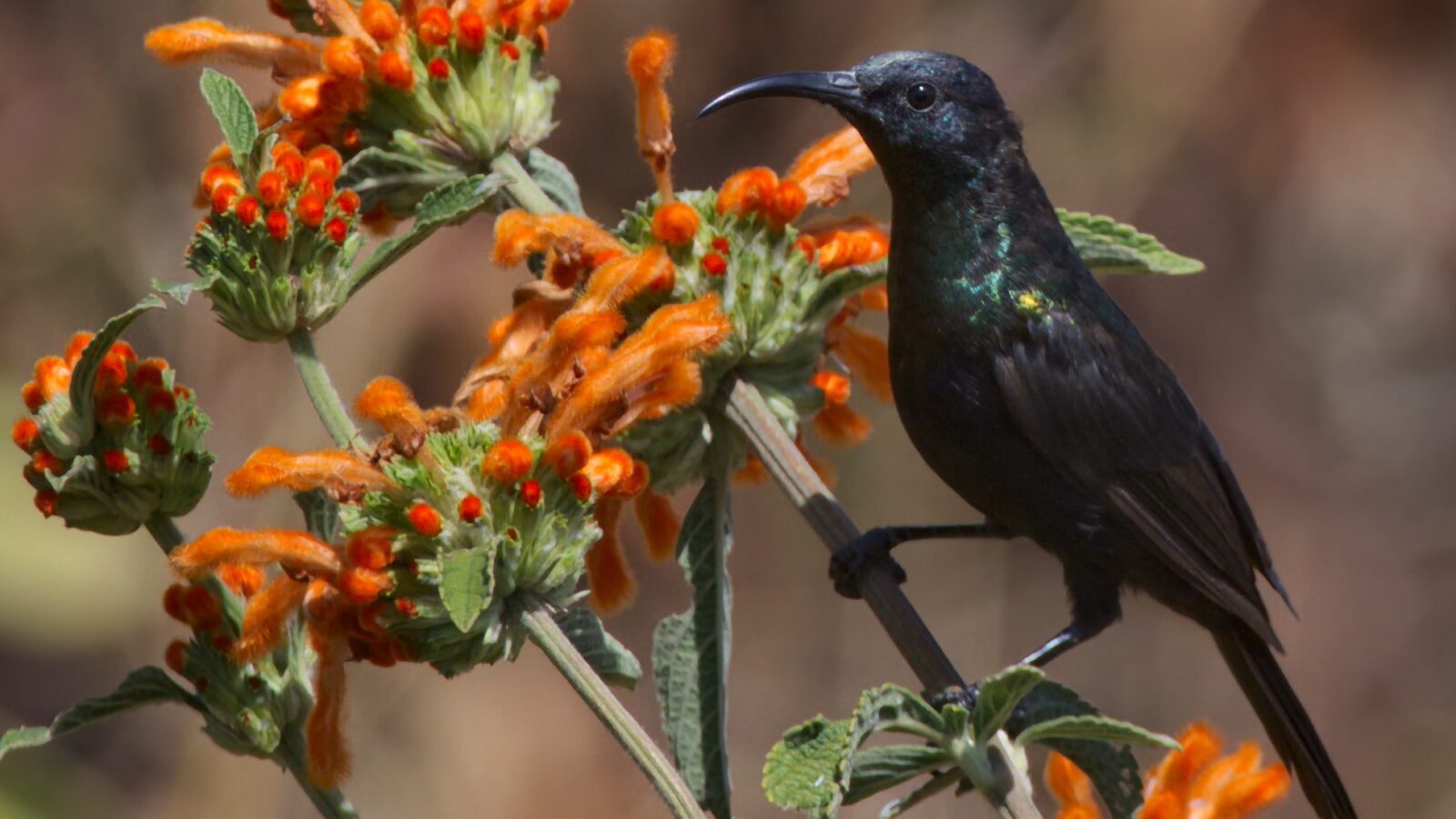 Bocage’s Sunbird