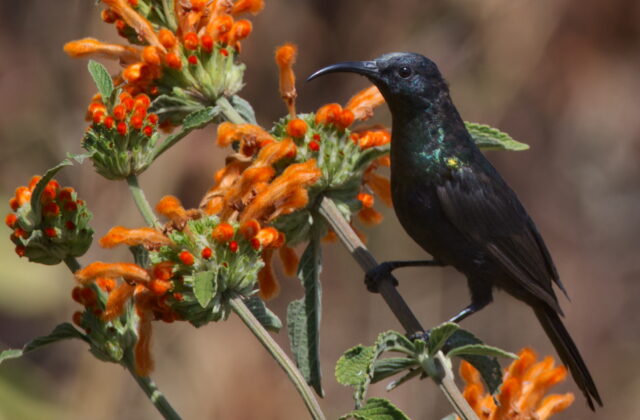 Bocage’s Sunbird
