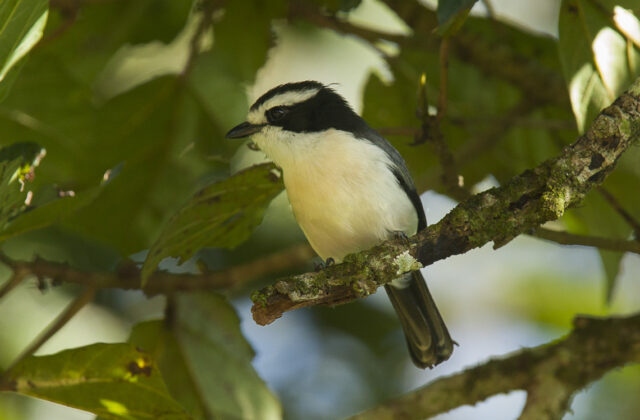 Bocage’s Bushshrike
