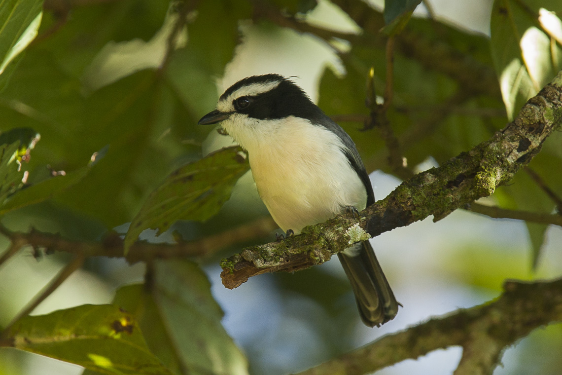Bocage’s Bushshrike