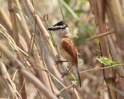 Marsh Tchagra