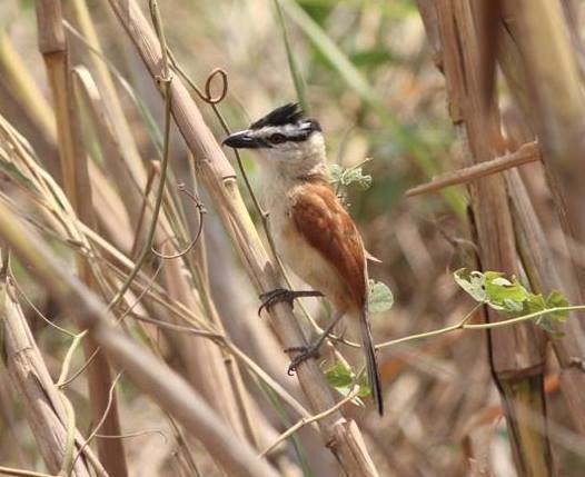 Marsh Tchagra