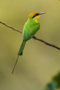 Böhm’s Bee-eater