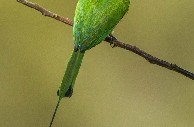 Böhm’s Bee-eater