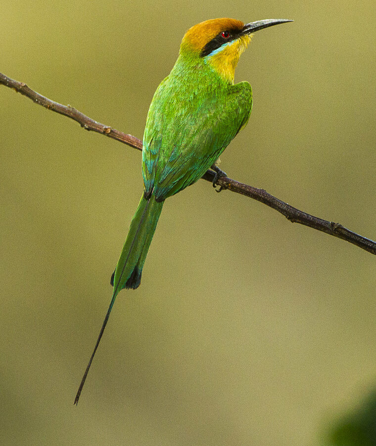 Böhm’s Bee-eater