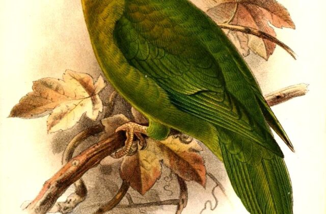 Andean Parakeet