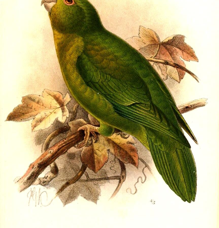 Andean Parakeet
