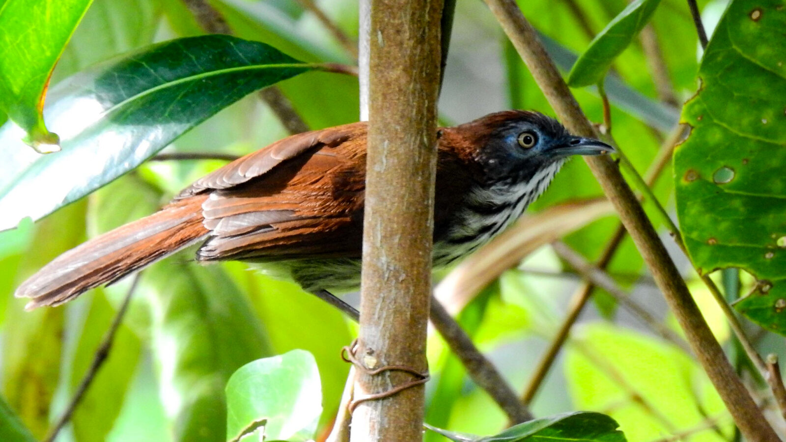 Bold-striped Tit-Babbler