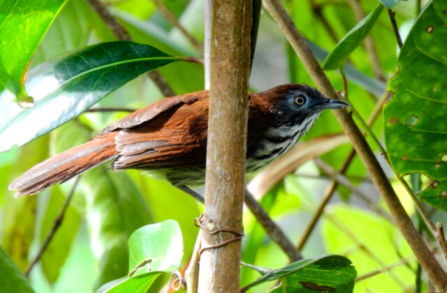 Bold-striped Tit-Babbler