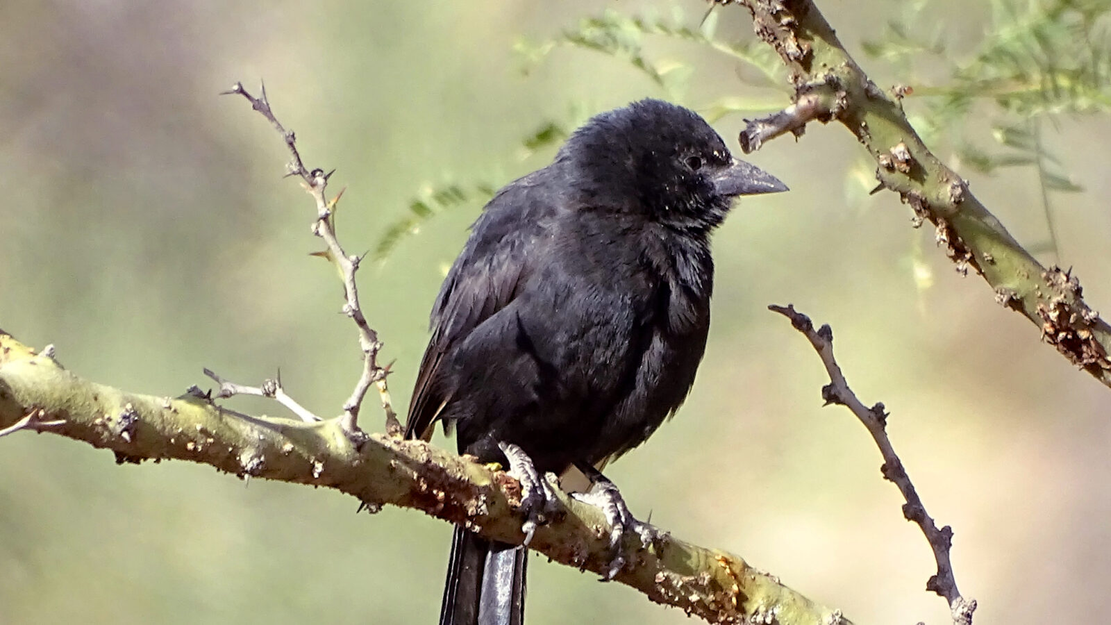 Bolivian Blackbird
