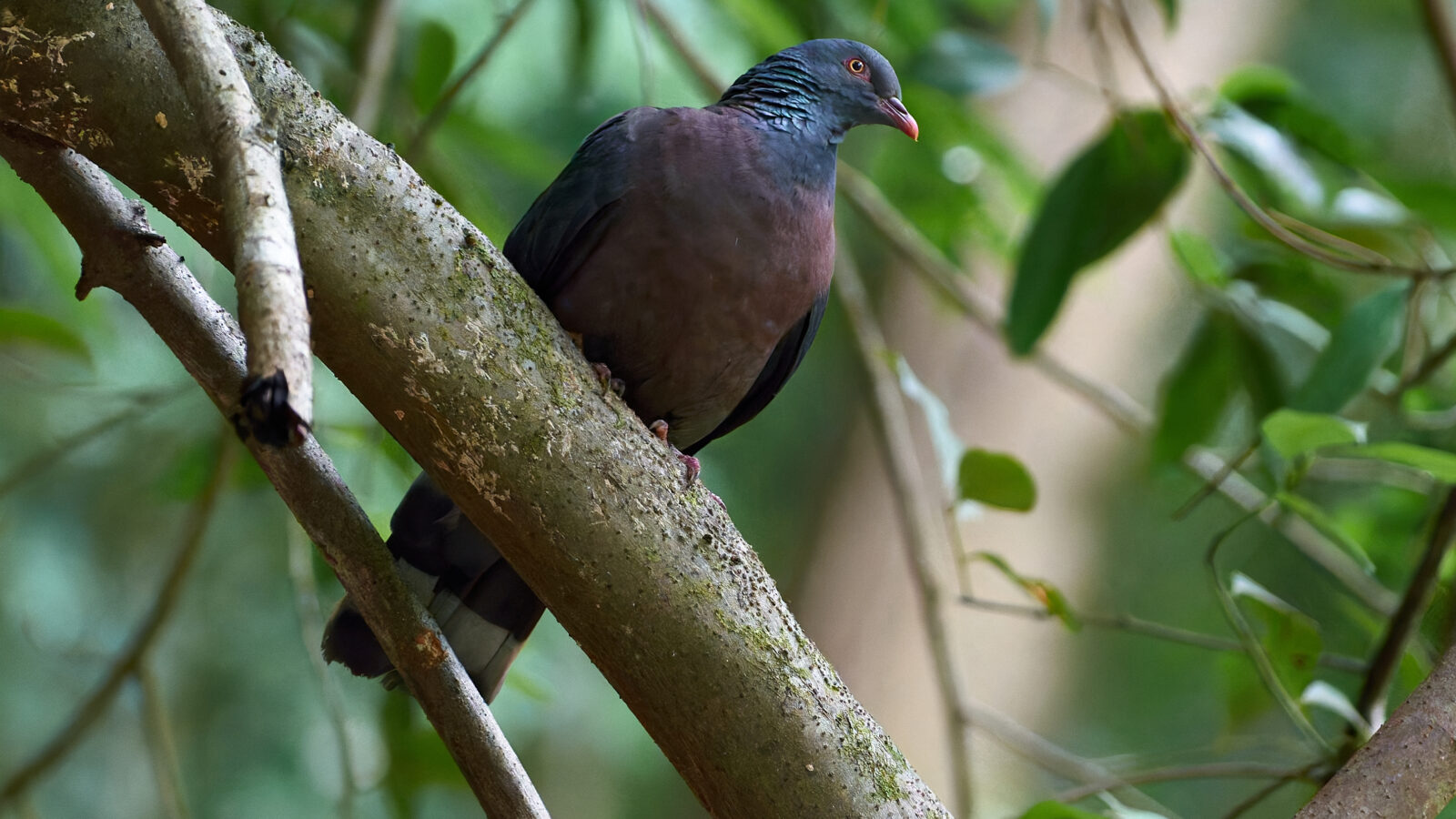 Bolle’s Pigeon