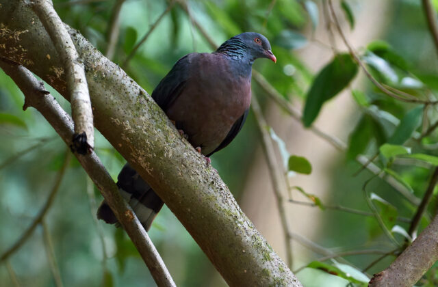 Bolle’s Pigeon