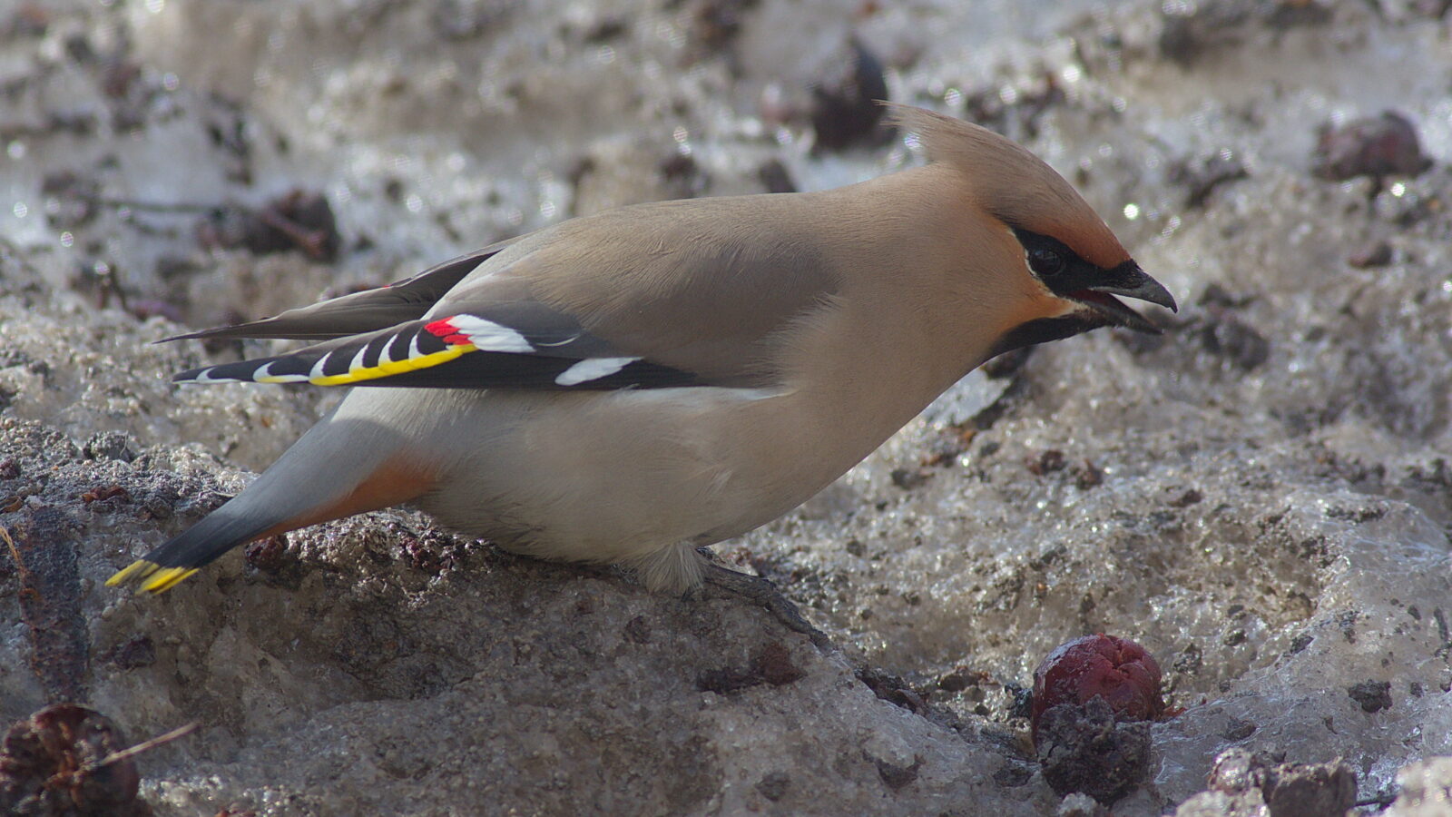 Bohemian Waxwing