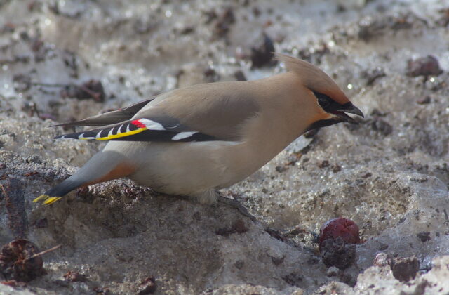 Bohemian Waxwing
