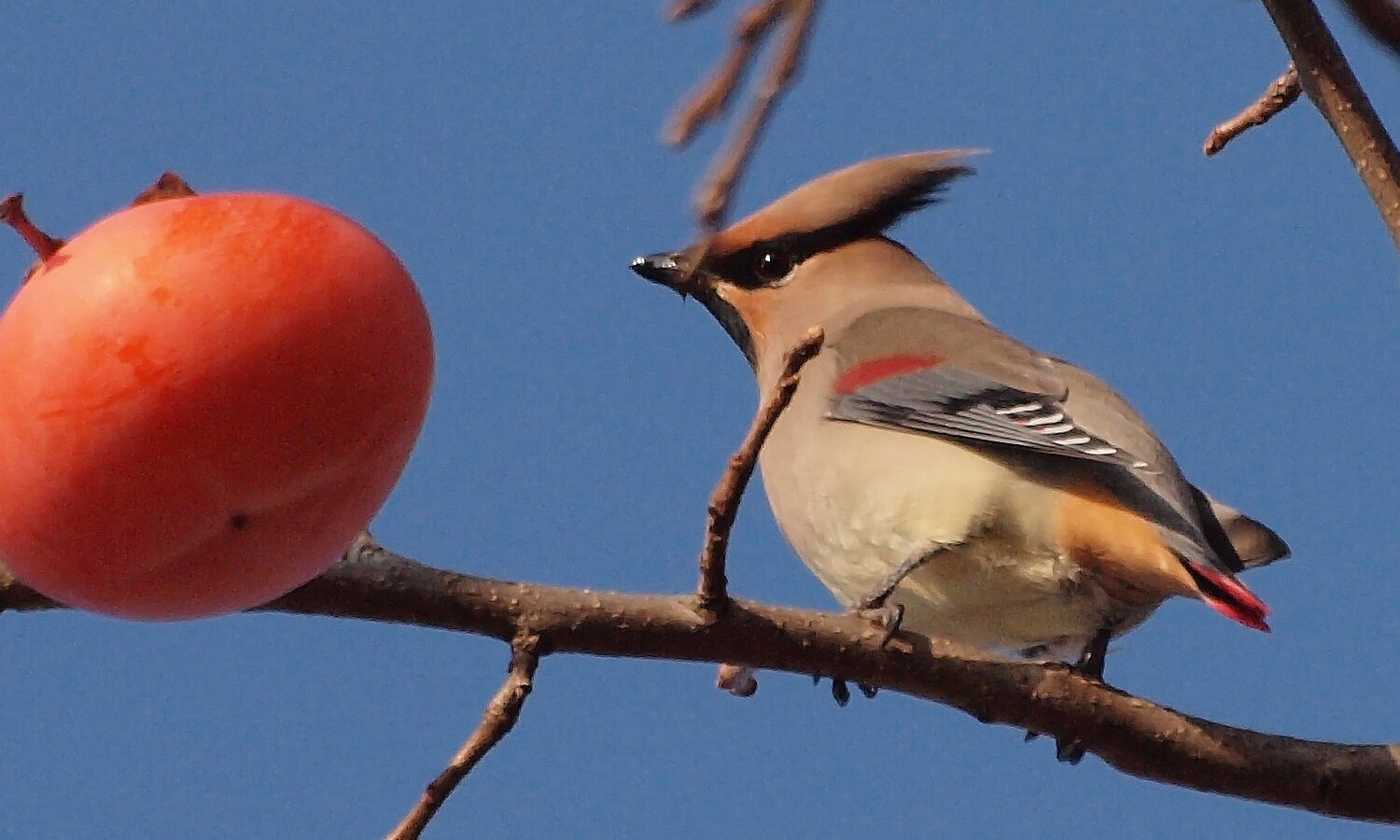 Japanese Waxwing