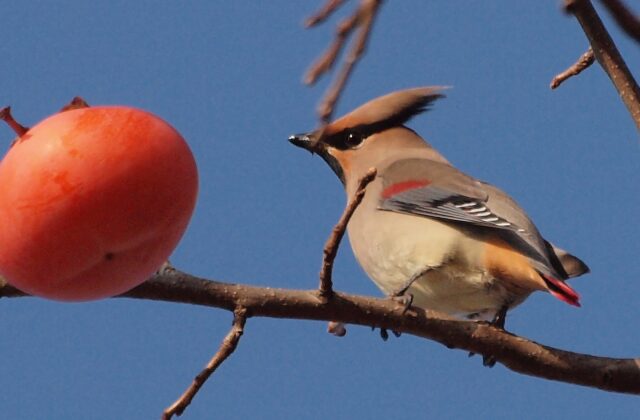 Japanese Waxwing