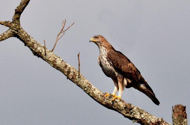 Bonelli’s Eagle