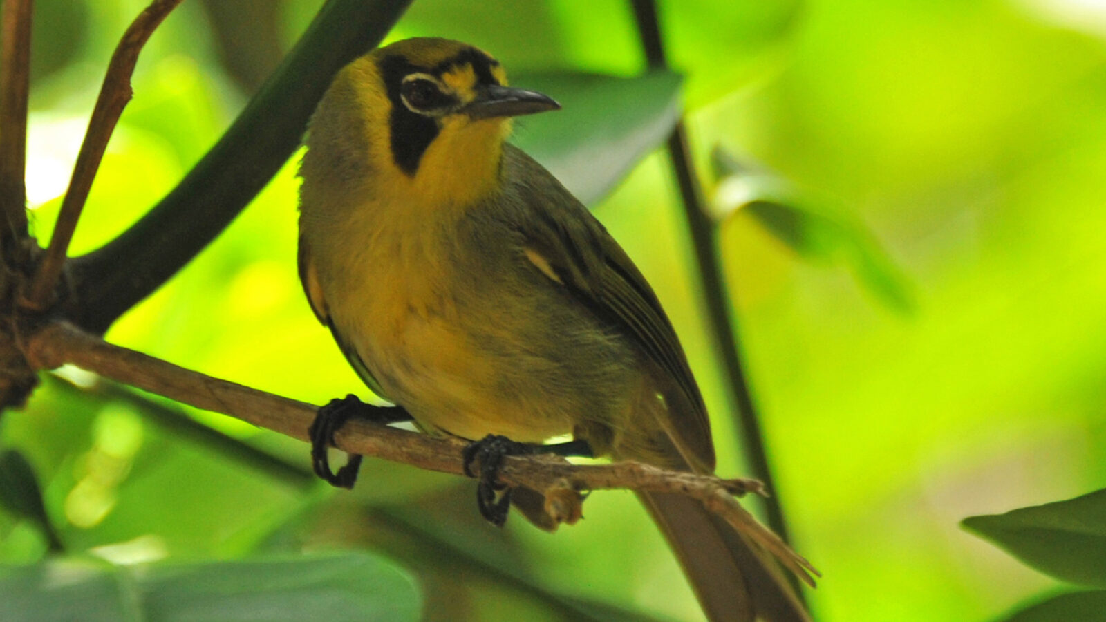Bonin White-eye