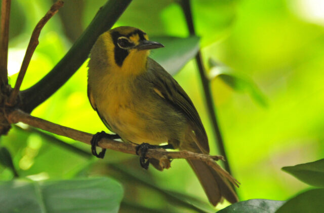Bonin White-eye