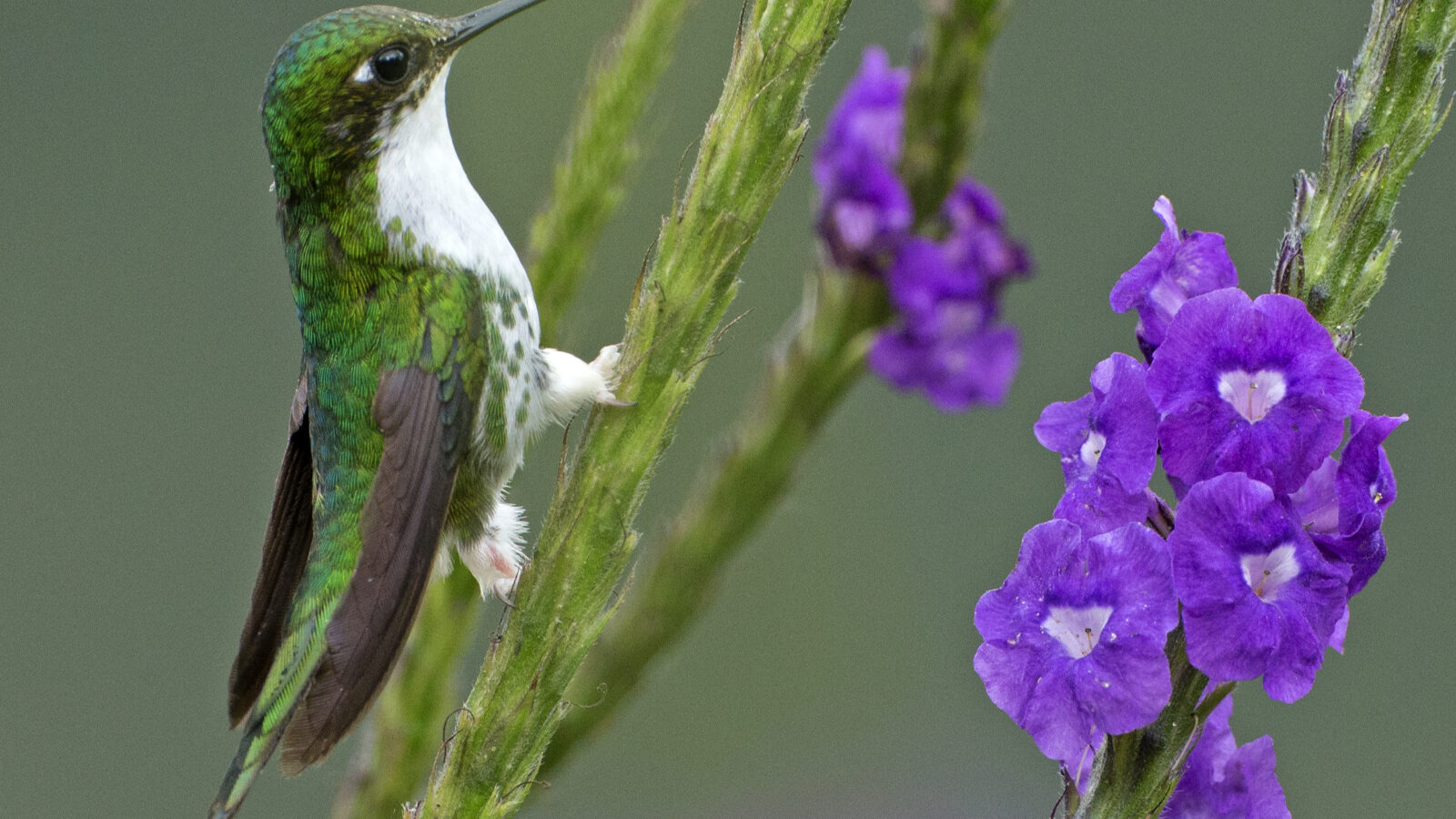 White-booted Racket-tail