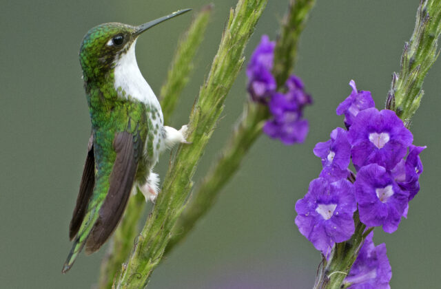 White-booted Racket-tail