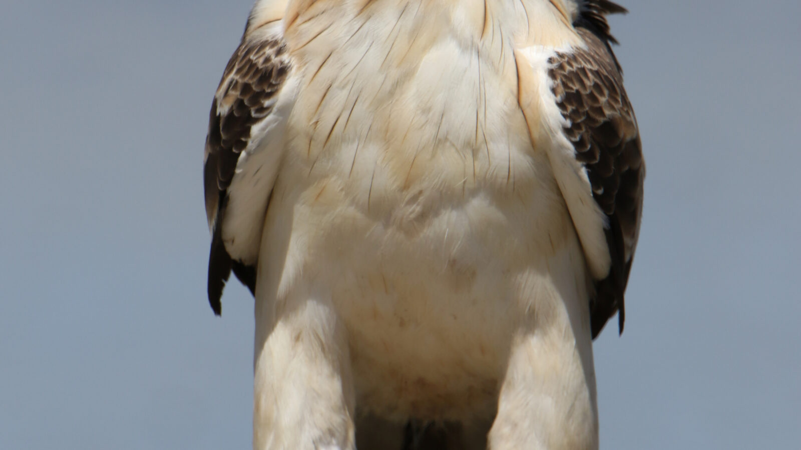 Booted Eagle