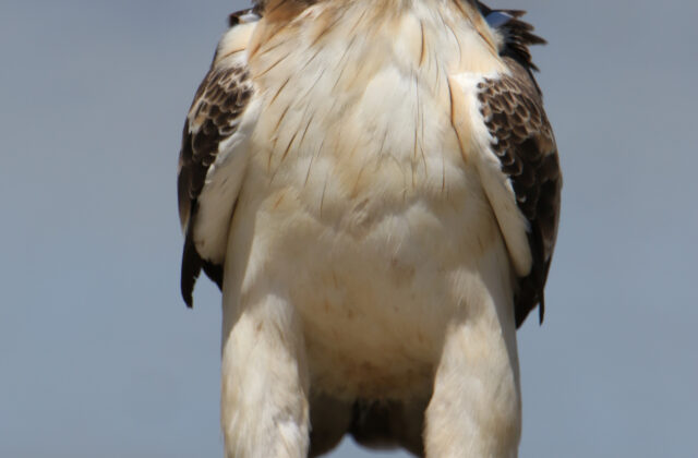 Booted Eagle