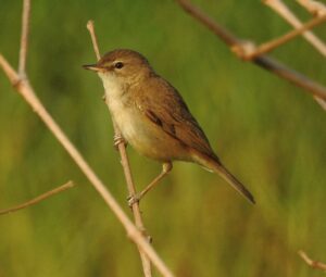 Booted Warbler
